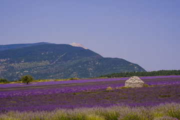 Vue sur le Mont Ventoux, depuis le village de Ferrassières. Champ de lavande et cabane en pieres seche (borie) au milieu du champ.