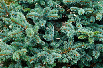 Branches of light blue young spruce.