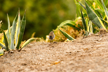 Sparrow in Succulents