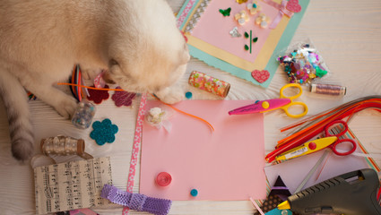 Naklejka premium scrapbook background. Card and tools with decoration