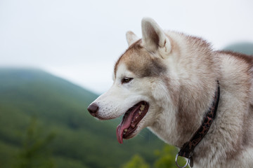 Profile Portrait of beautiful beige and white Siberian Husky dog with tonque hanging out at the top of a mountain