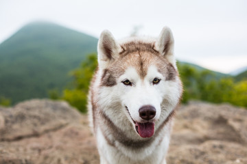 Close-up Portrait of beautiful beige and white Siberian Husky dog with tonque hanging out at the top of a mountain