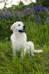 Profile portrait of lovely golden retriever dog sitting in the green grass and violet flowers