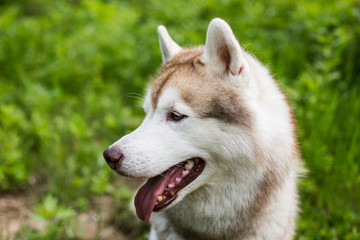 Profile image of beautiful dog breed siberian husky sitting in the forest.