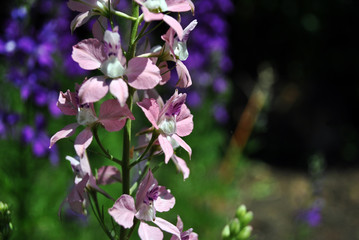 Pink flowers blooming, on soft purple flowers and green grass soft blurry bokeh background