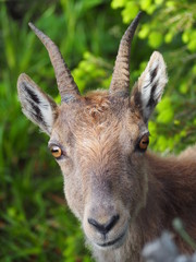 Ibex of the Swiss Alps