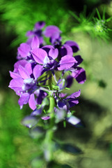 Purple flowers blooming, close up macro detail top view, soft blurry bokeh background
