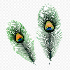 Stock vector illustration peacock feather isolated on a transparent background. EPS10 - 213009631