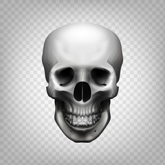 Stock vector illustration human skull on transparent background. Black and white. EPS 10