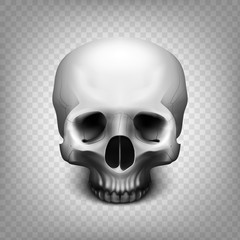 Stock vector illustration human skull on transparent background. Black and white. EPS 10