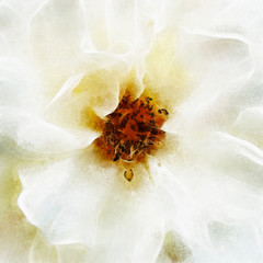 Obrazy  Zbliżenie Biała Róża Fine Art
