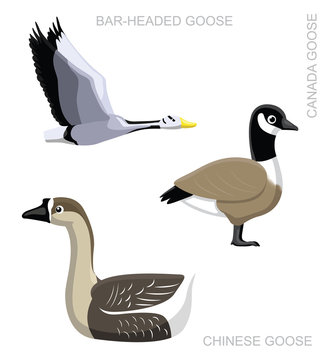 Bird Goose Set Cartoon Vector Illustration
