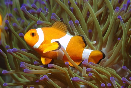 Ocellaris clownfish, false percula clownfish or common clownfish (Amphiprion ocellaris), South China Sea, Pulau Redang Island, Malaysia, Asia