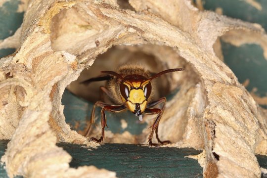Hornet (Vespa crabro), worker at the entrance to the nest, North Rhine-Westphalia, Germany, Europe