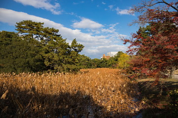 Autumn lotus pond and colorful leaves in japanese garden,takamatsu,kagawa,shikoku,japan