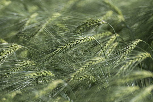 Barley (Hordeum vulgare)