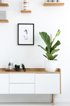 Plant on wooden cupboard in white living room interior with simple poster. Real photo