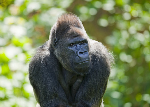 Western Lowland Gorilla (Gorilla gorilla gorilla), male, captive, Saxony, Germany, Europe