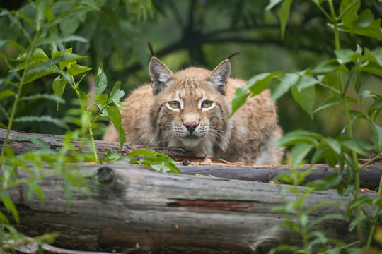 Eurasian lynx (Lynx lynx) lying in wait, captive, Thuringia, Germany, Europe