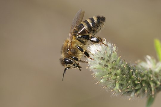 Western honey bee or European honey bee (Apis mellifera) on a goat willow flower (Salix caprea), Thuringia, Germany, Europe
