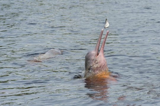 Amazon River Dolphin, Boto or Pink Amazon Dolphin (Inia geoffrensis), hunting in the Rio Negro, Manaus, Amazonas State, Brazil, South America