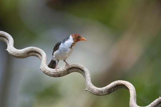 Yellow-billed Cardinal (Paroaria capitata), male, Pantanal, Mato Grosso, Brazil, South America
