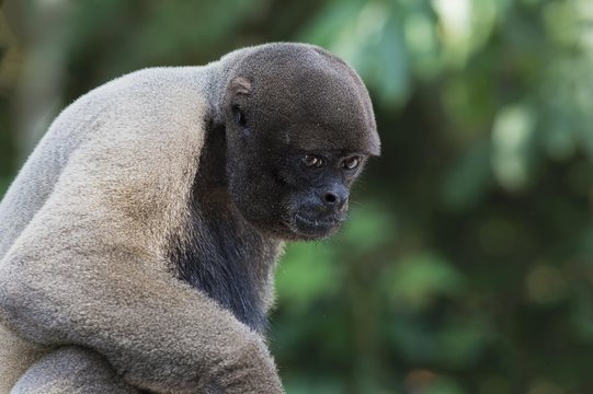 Brown Woolly Monkey or Humboldt's Woolly Monkey (Lagothrix lagotricha), vulnerable species, Amazonas State, Brazil, South America