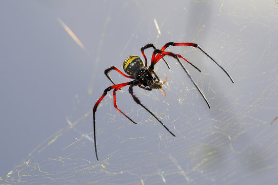 Red-legged golden orb-web spider (Nephila inaurata) on its net, Mayotte, Comoros, Africa