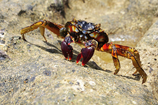 Spider crab (Neosarmatium meinerti) on a rock, Baie de Soulou, Mayotte, Comoros, Africa