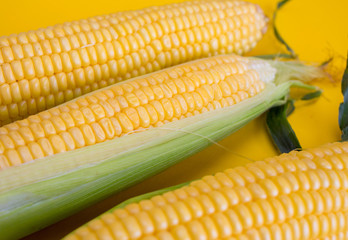 corn on a yellow background

