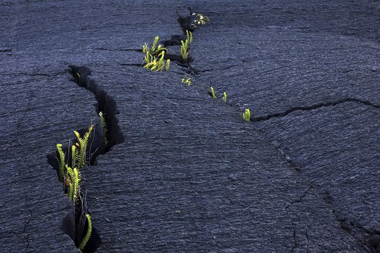 Plants, ferns growing out of cracks in lava, Pointe de la Table, Reunion, France, Europe