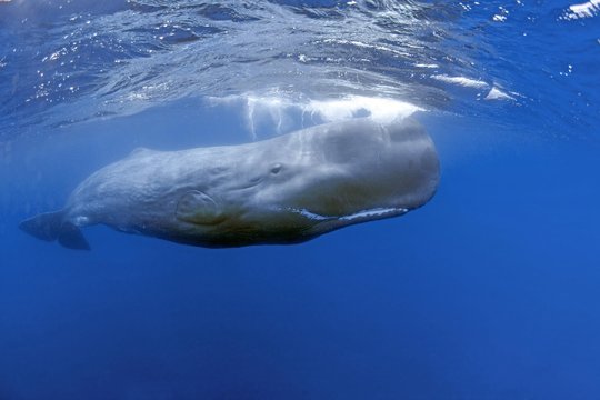 Sperm whale (Physeter macrocepahalus) under water surface, Pico, Azores