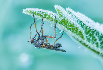 eine Fliege sitzt auf einer Wiese bei Bodenfrost
