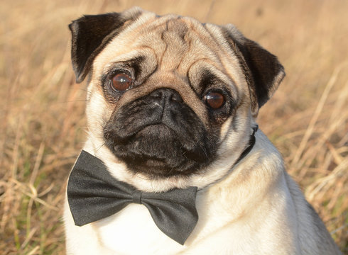Pug with bow tie among dry grass, Sweden, Europe