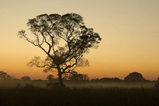 Tree silhouette at sunset, Pantanal, Mato Grosso do Sul, Brazil, South America