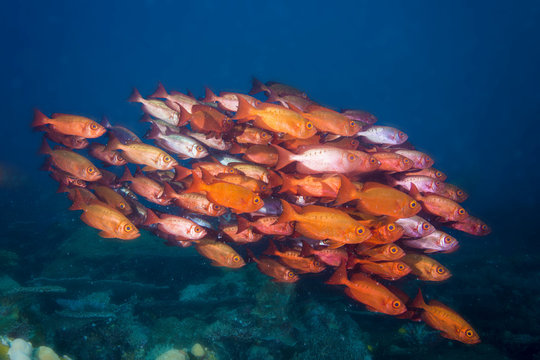 Bigeyes (Priacanthus hamrur), Pacific Ocean, Palau, Oceania
