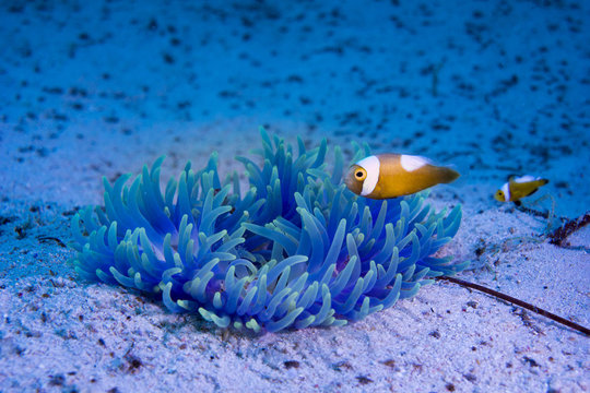 Young Saddleback Clownfish (Amphiprion polymnus), Philippines, Asia
