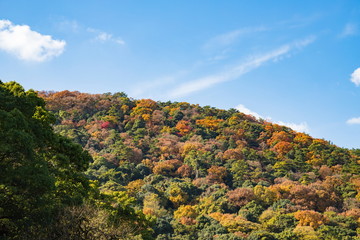 Autumn colorful Mt.shiunzan and blue sky in takamatsu city,kagawa,shikoku,japan