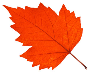  feuille sèche d'automne 