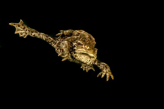 Common toads mating underwater in lake