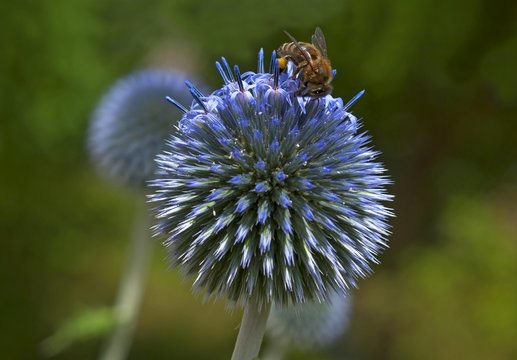 Honey bee (Apis sp.) on glandular globe-thistle (Echinops sphaerocephalus), Saxony, Germany, Europe