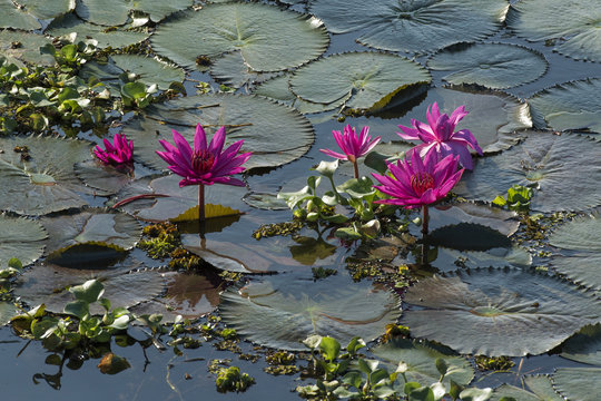 Lotus flowers (Nelumbo), Vembanad Lake, Kerala, South India, India, Asia