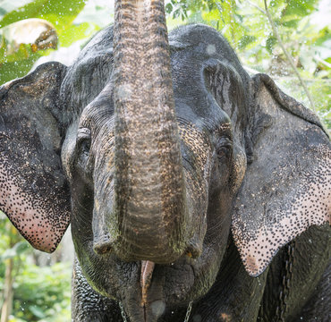 Asian Elephant (Elephas Maximus), Working Elephant, Spraying Itself With Water, Kerala, India, Asia