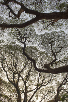 Raintree (Samanea saman), Kochi, Cochin, Kerala, India, Asia