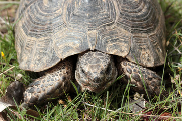Tortoise on green grass