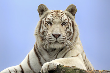 Bengal Tiger (Panthera tigris tigris), white form, adult, native in Asia, captive, England, United Kingdom, Europe
