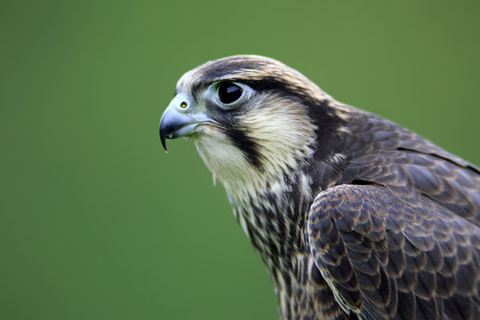 Lanner Falcon (Falco biarmicus), adult, captive, Eifel, Germany, Europe