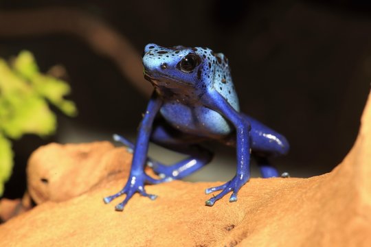 Dyeing dart frog or tinc (Dendrobates tinctorius), adult, found in South America, captive, Germany, Europe