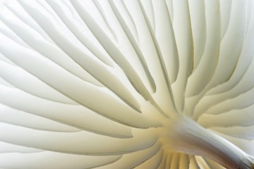 Porcelain fungi (Oudemansiella mucida), underside, Hesse, Germany, Europe