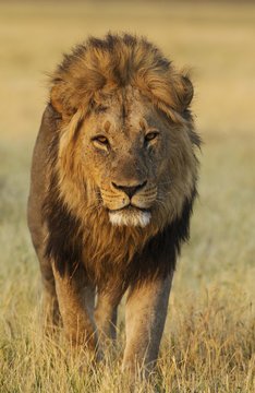 Portrait of lion walking at Chobe National Park